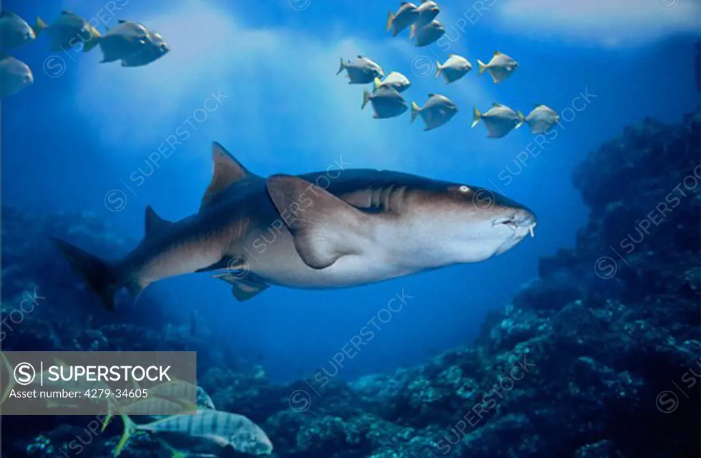 Tawny nurse shark, Nebrius ferrugineus