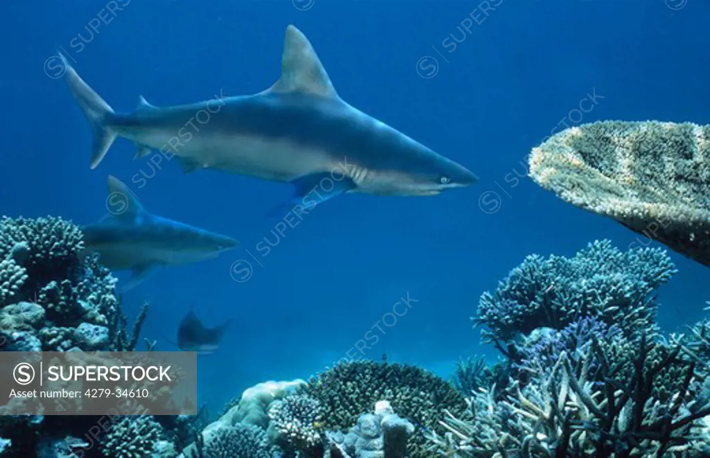 Bull shark, Carcharhinus leucas