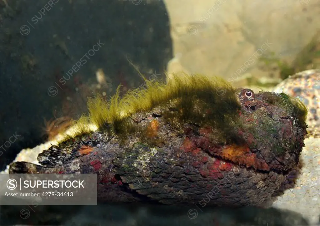 Reef stonefish, Synanceia verrucosa