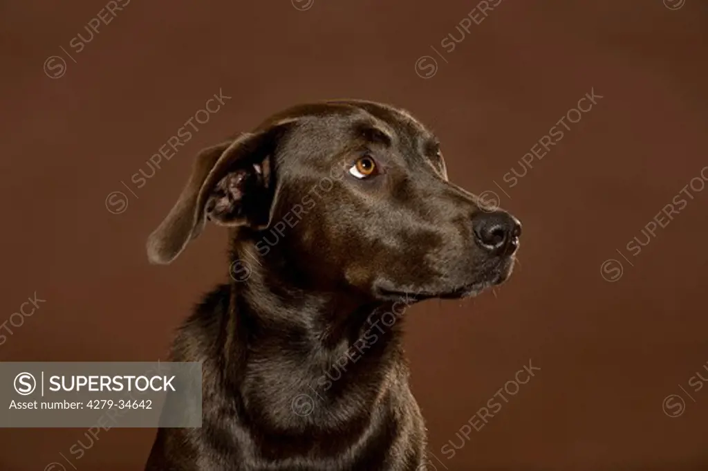 half breed dog (German Shorthaired Pointer,Harz Fox dog) - portrait -  uncertain