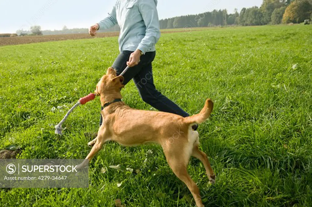 woman and Labrador Retriever dog - playing