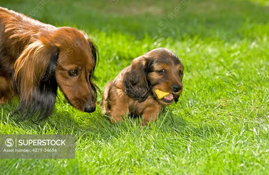 dwarf long-haired dachshund and puppy with treat on meadow