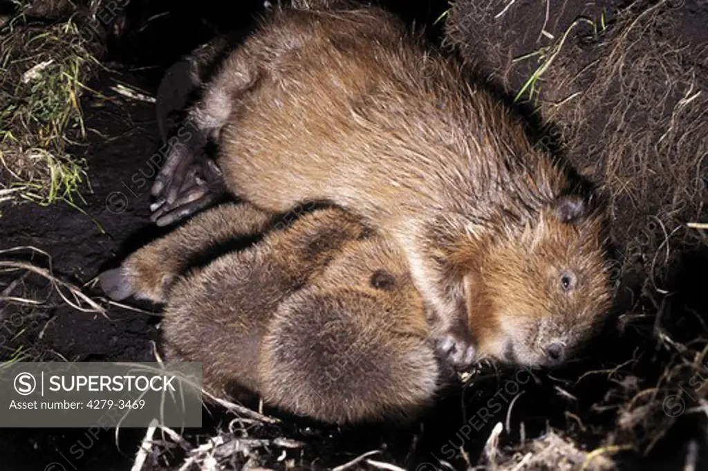 Eurasian beaver suckling three cubs, castor fiber