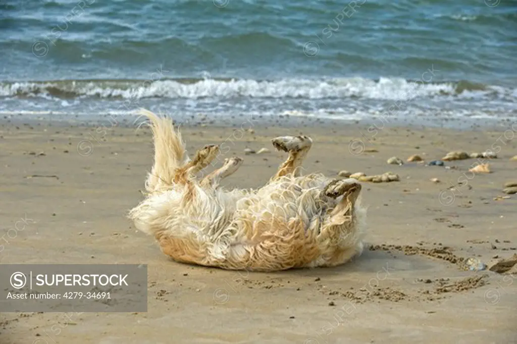 Golden Retriever wallowing in sand