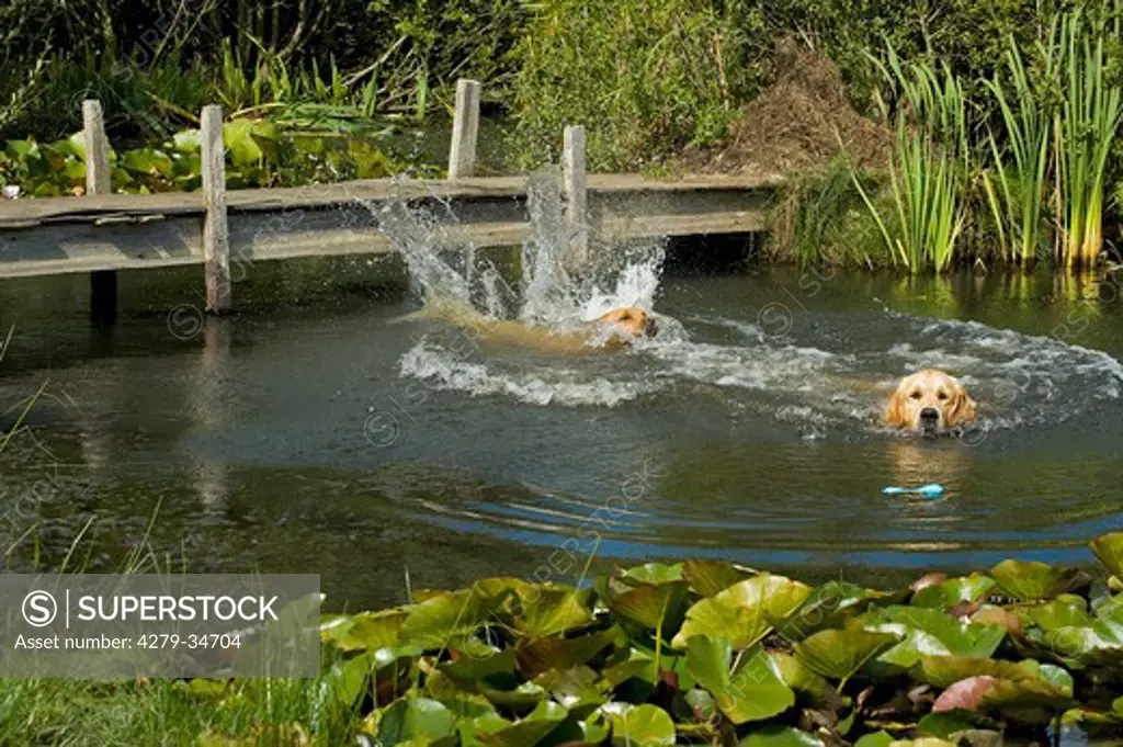 Labrador Retriever and Golden Retriever in water