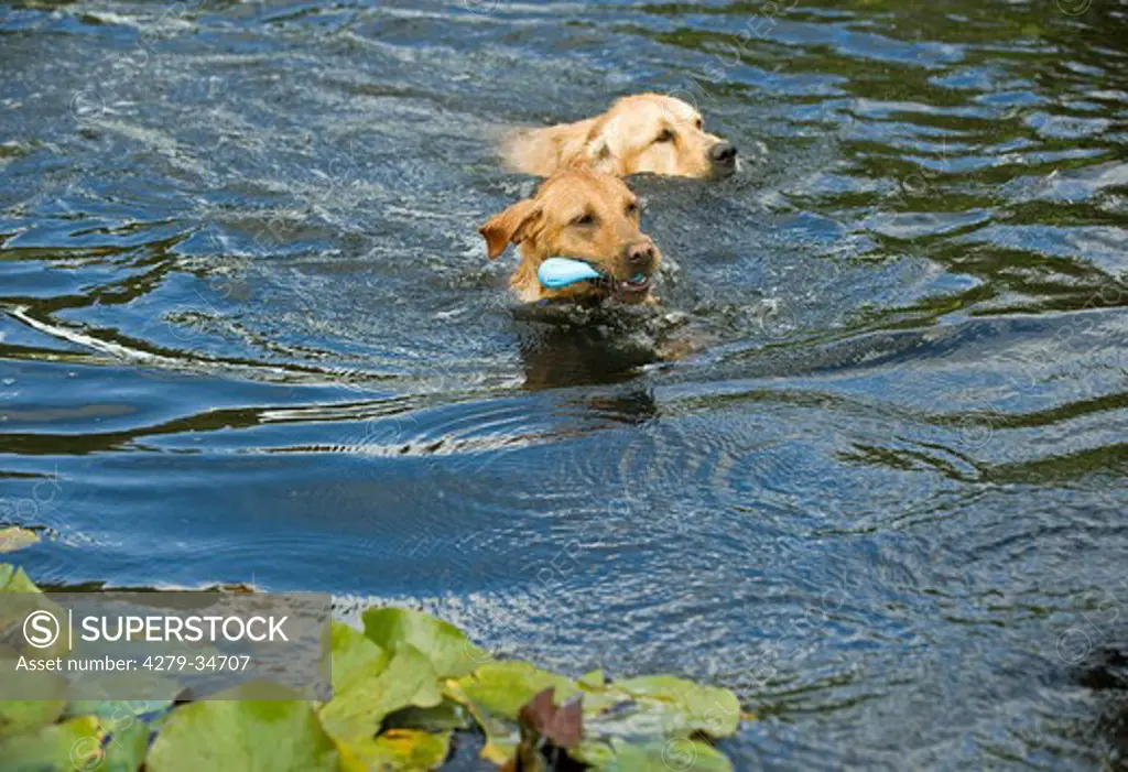 Golden Retriever dog and Labrador Retriever dog - swimming