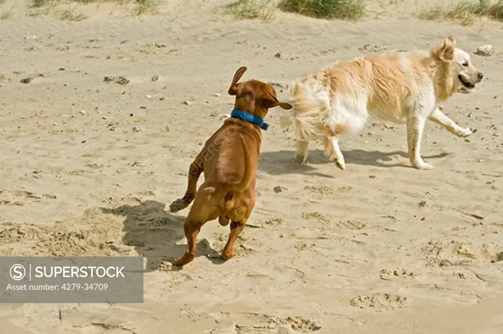 Magyar Vizsla dog and Golden Retriever dog at the beach