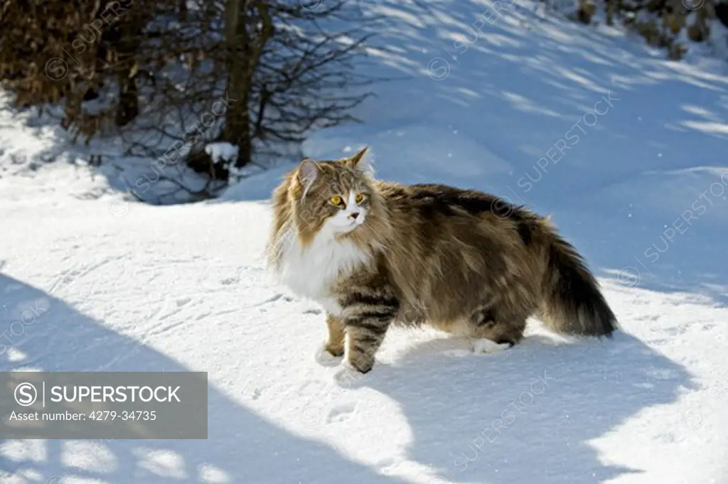 Maine Coon cat (black classic tabby) - standing in snow