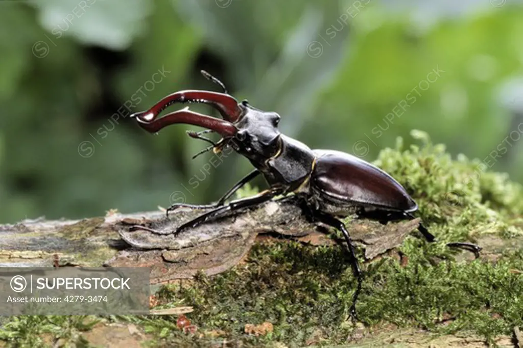 stag beetle, Lucanus cervus
