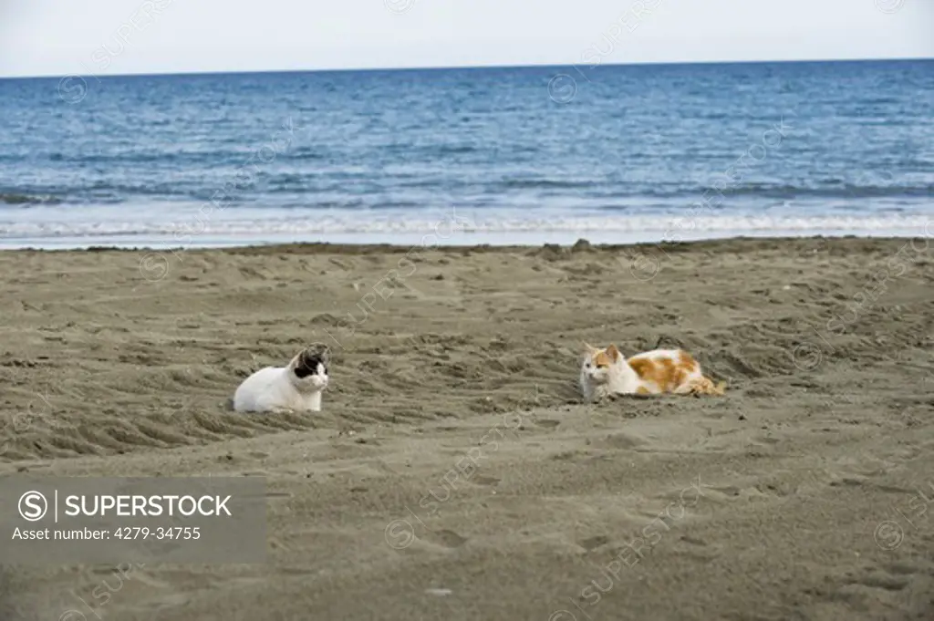 two cats lying at the beach