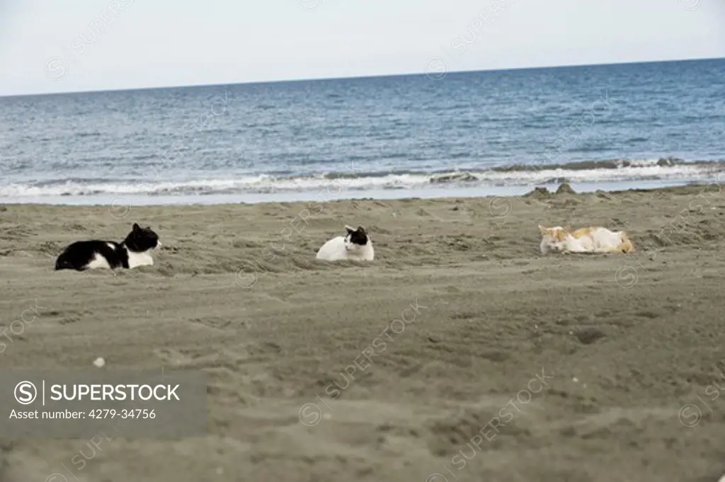three cats lying at the beach