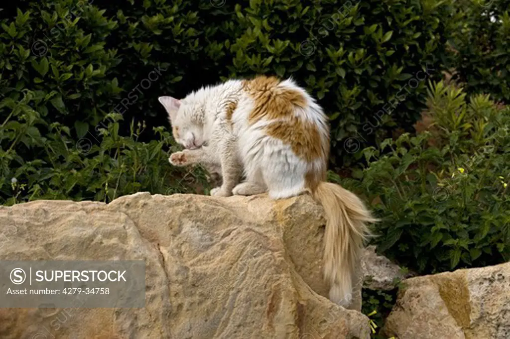 male cat cleaning itself