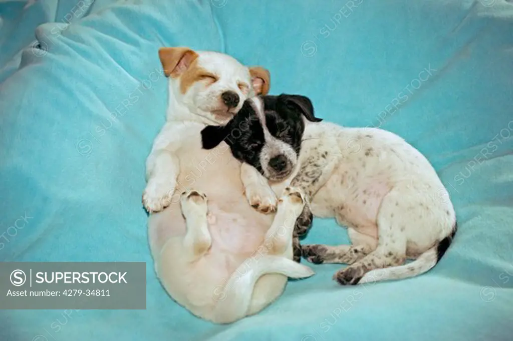 half breed dog - two puppies - sleeping