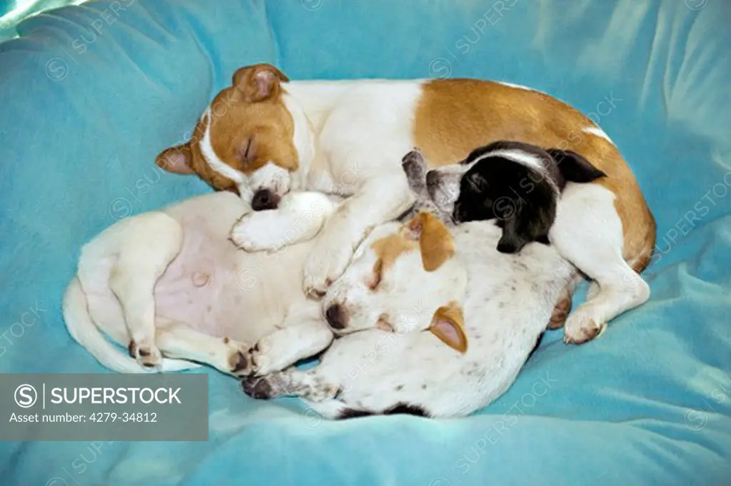 half breed dog - three puppies - sleeping