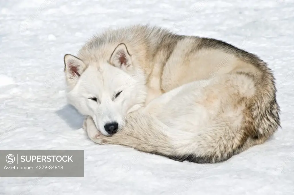 Siberian Husky dog - lying in snow