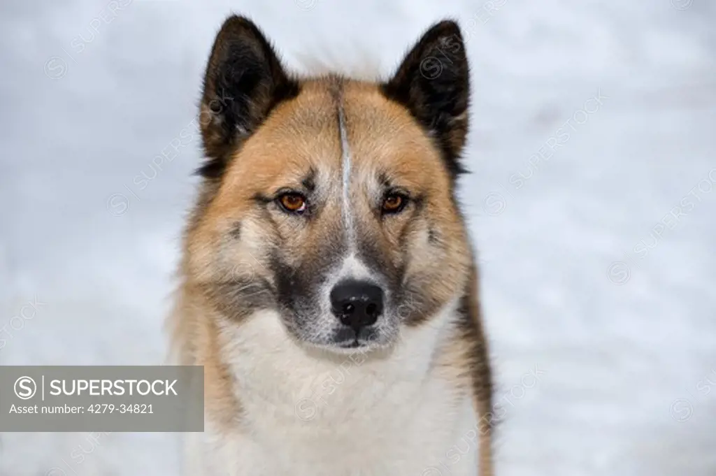 Greenland Dog - portrait