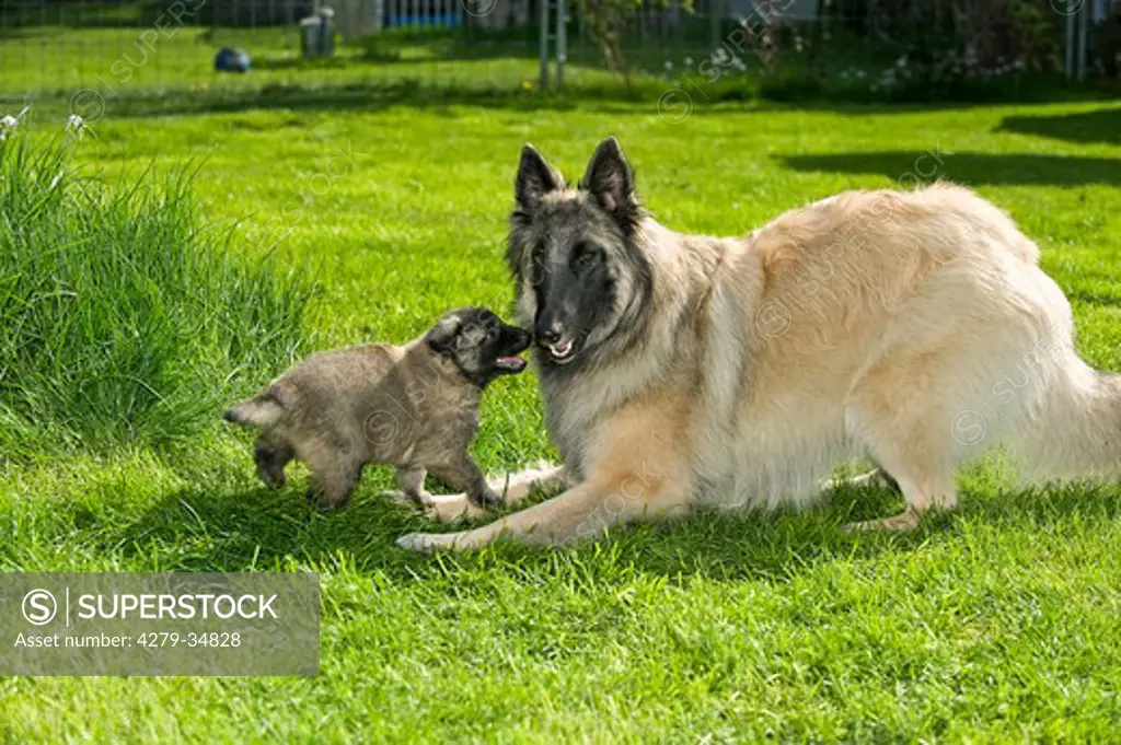 Belgian Shepherd dog (Tervuren) and puppy on meadow