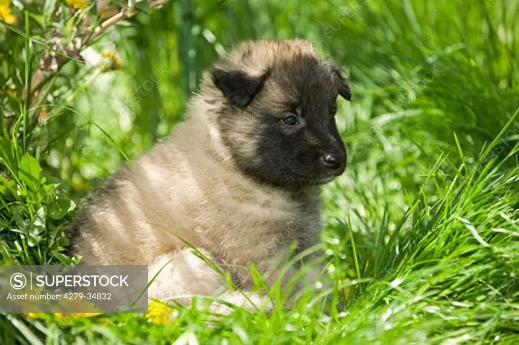 Belgian Shepherd dog (Tervuren) - puppy on meadow