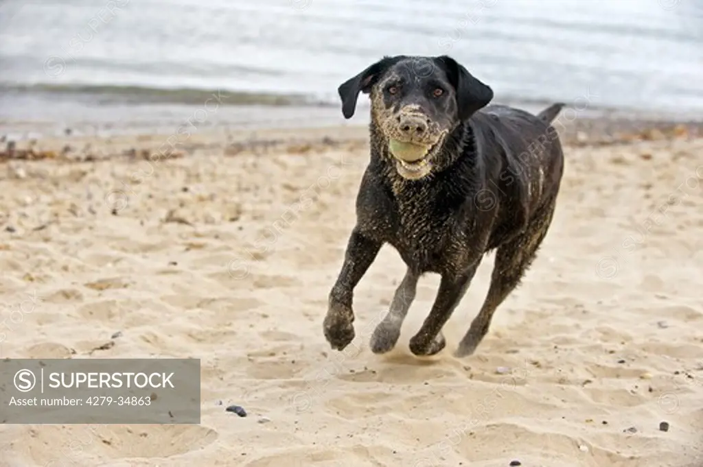 Labrador Retriever dog with ball - running at the beach