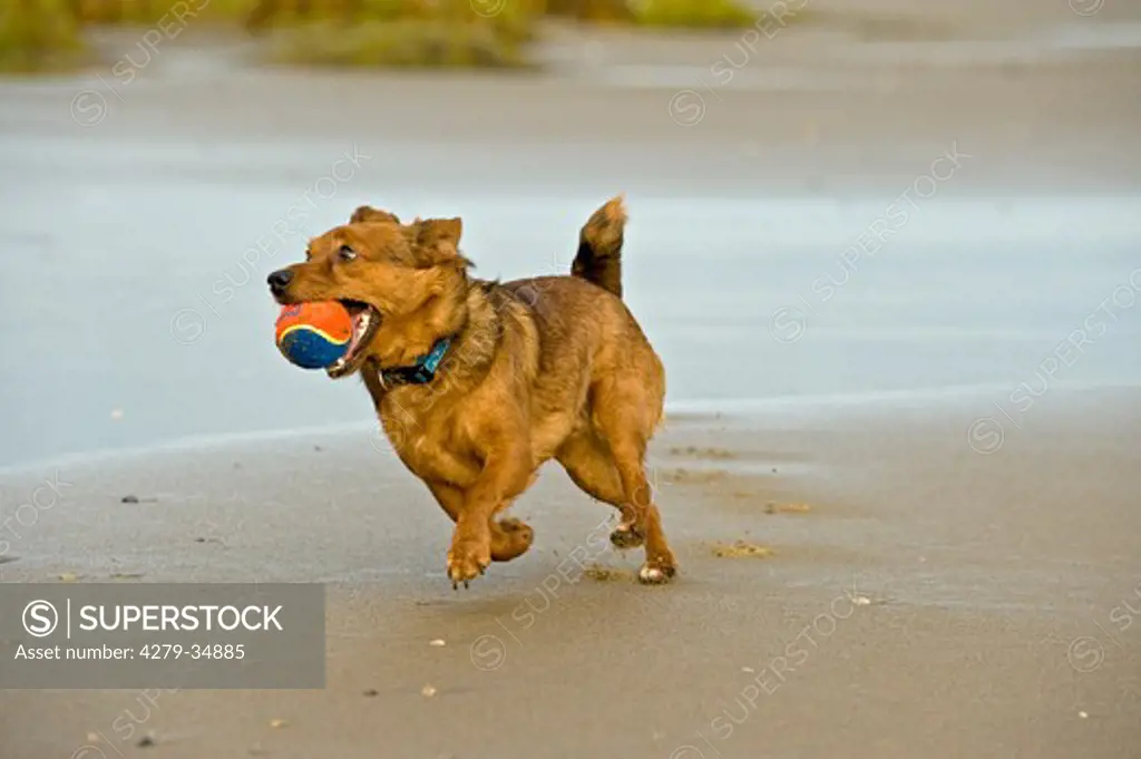 half breed dog with ball - running