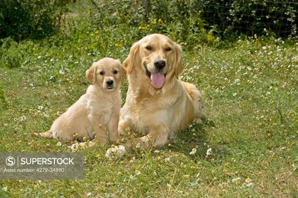 Golden Retriever dog and puppy on meadow
