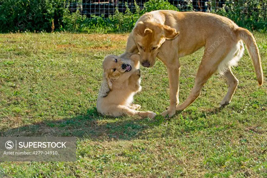 female Labrador Retriever dog and puppy - playing on meadow