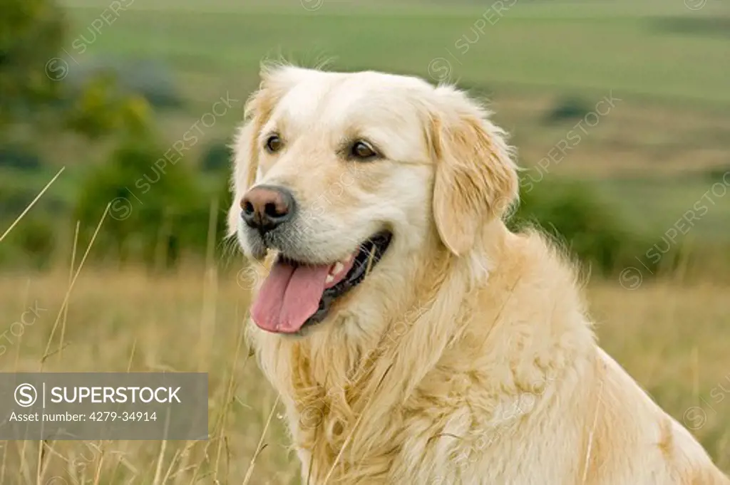 Golden Retriever dog - portrait