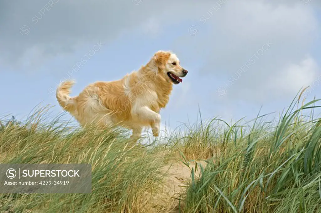 Golden Retriever dog - running