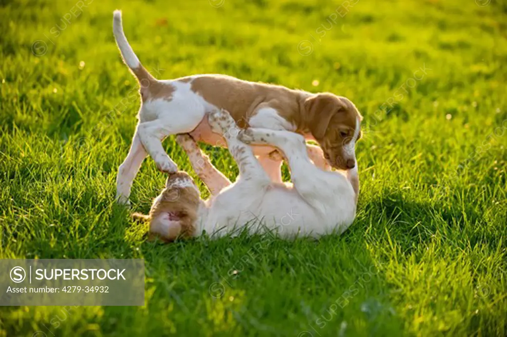 half breed dog - two puppies - playing