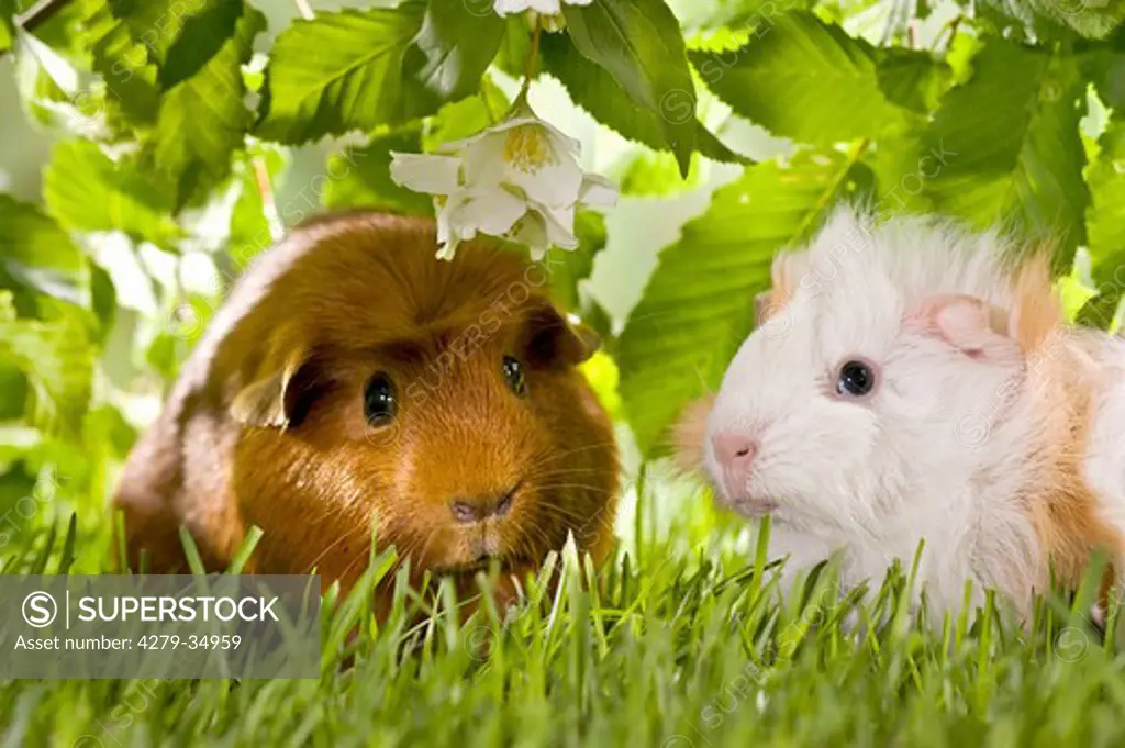 left: English Crested guinea pig, right: young Rosette guinea pig