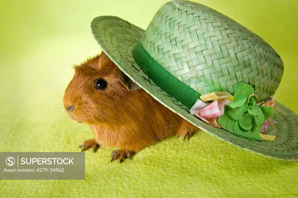 English Crested guinea pig under hat