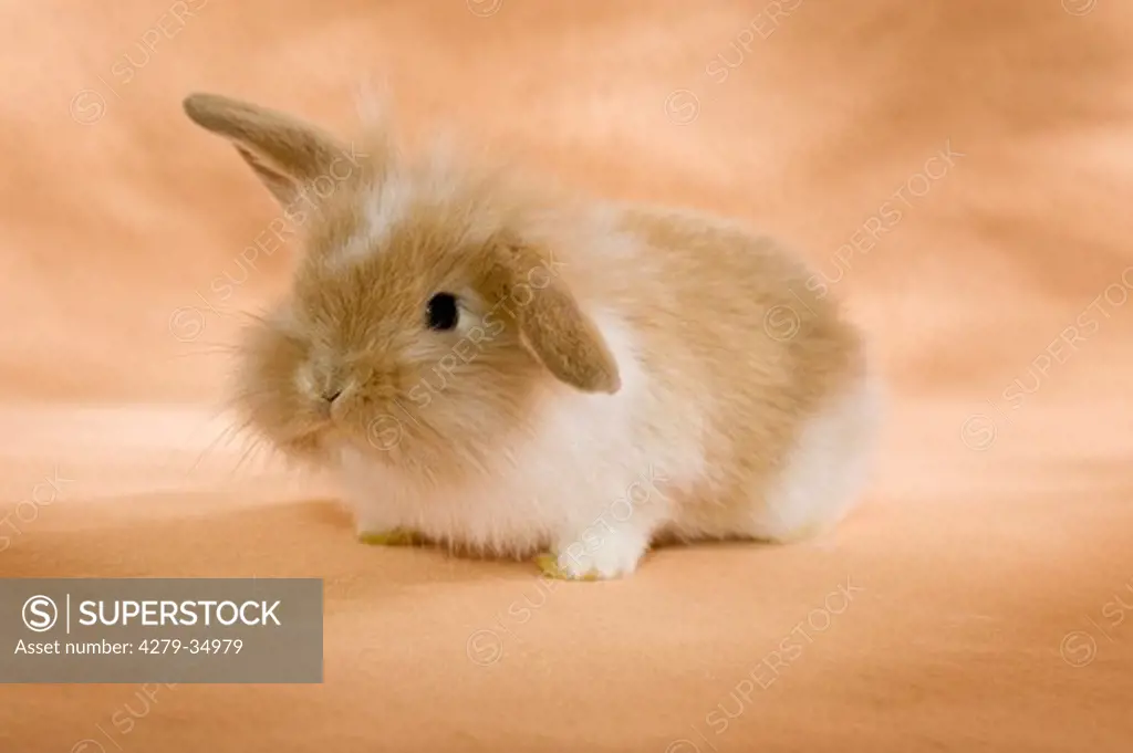 young lion-headed dwarf rabbit