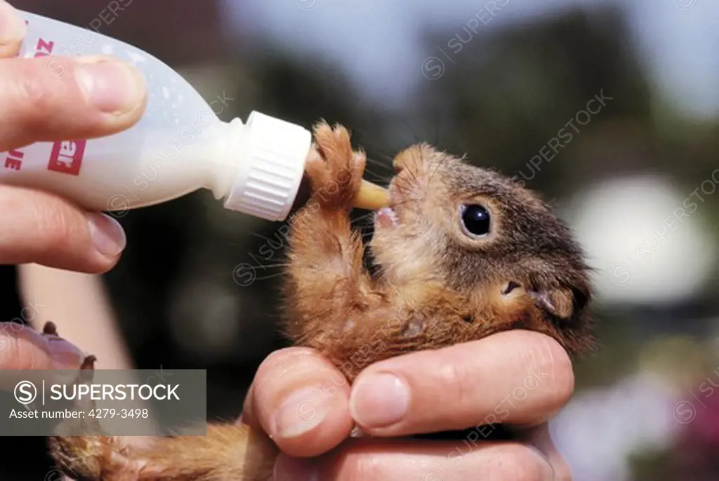 squirrel cub drinking milk