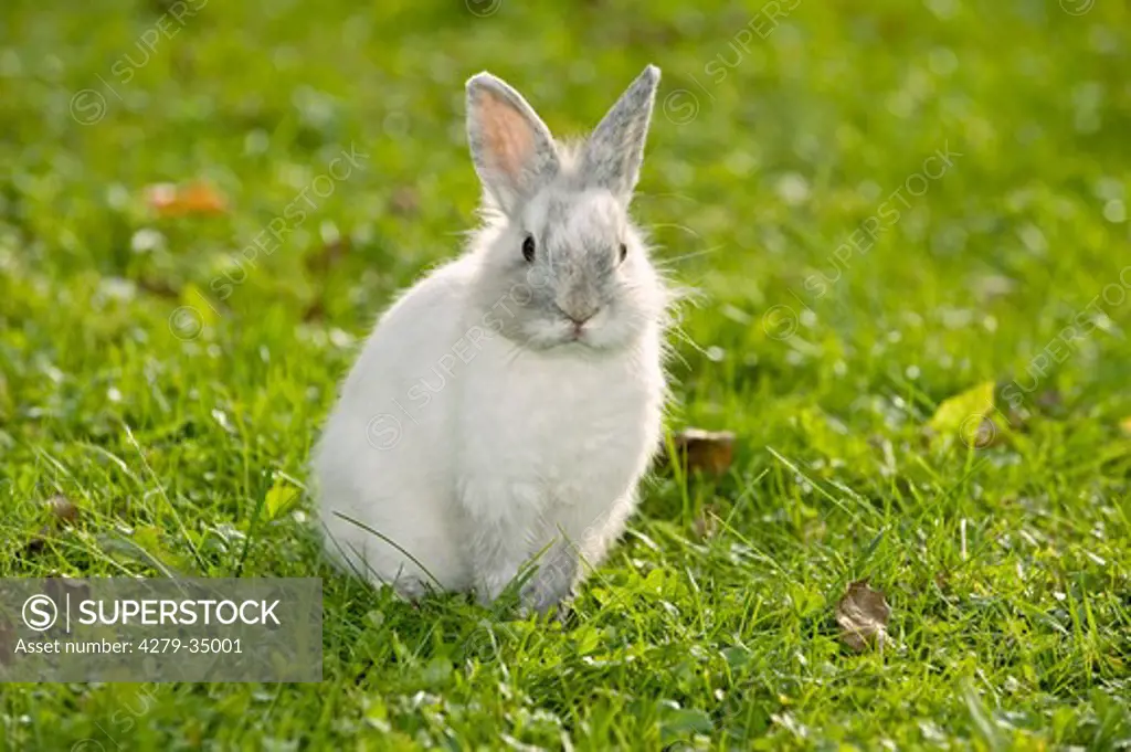 young lion-headed dwarf rabbit on meadow