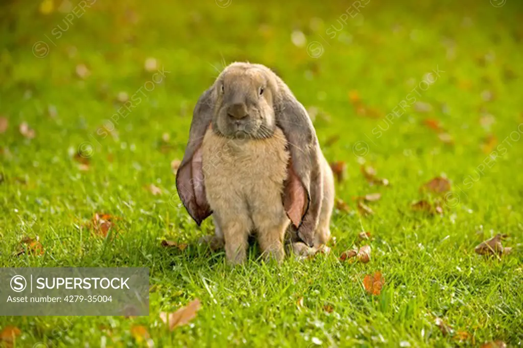 English lop-eared rabbit
