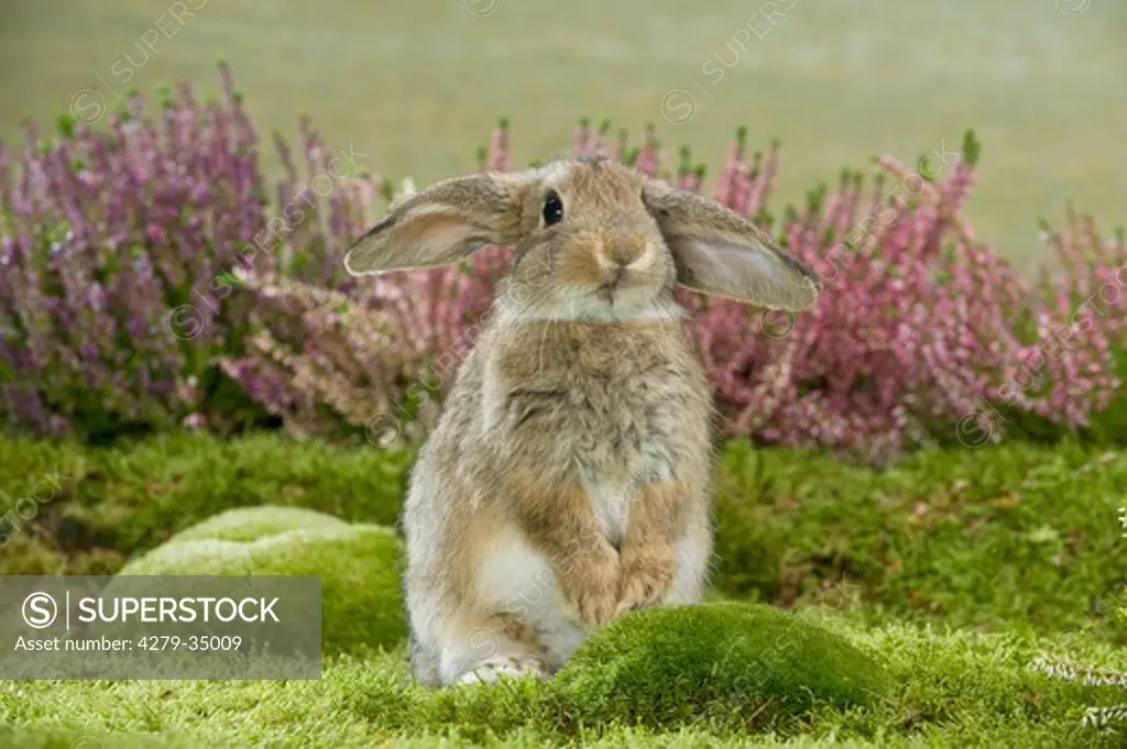 young lop-eared dwarf rabbit begging