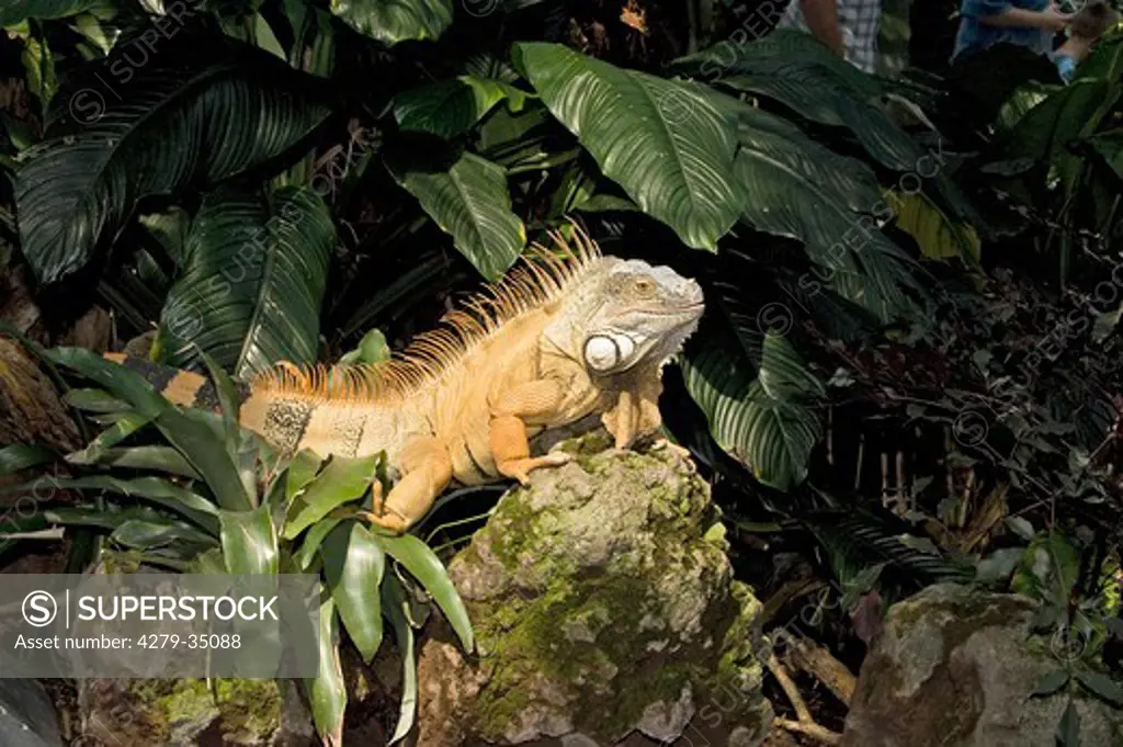 Green Iguana (male), Iguana iguana