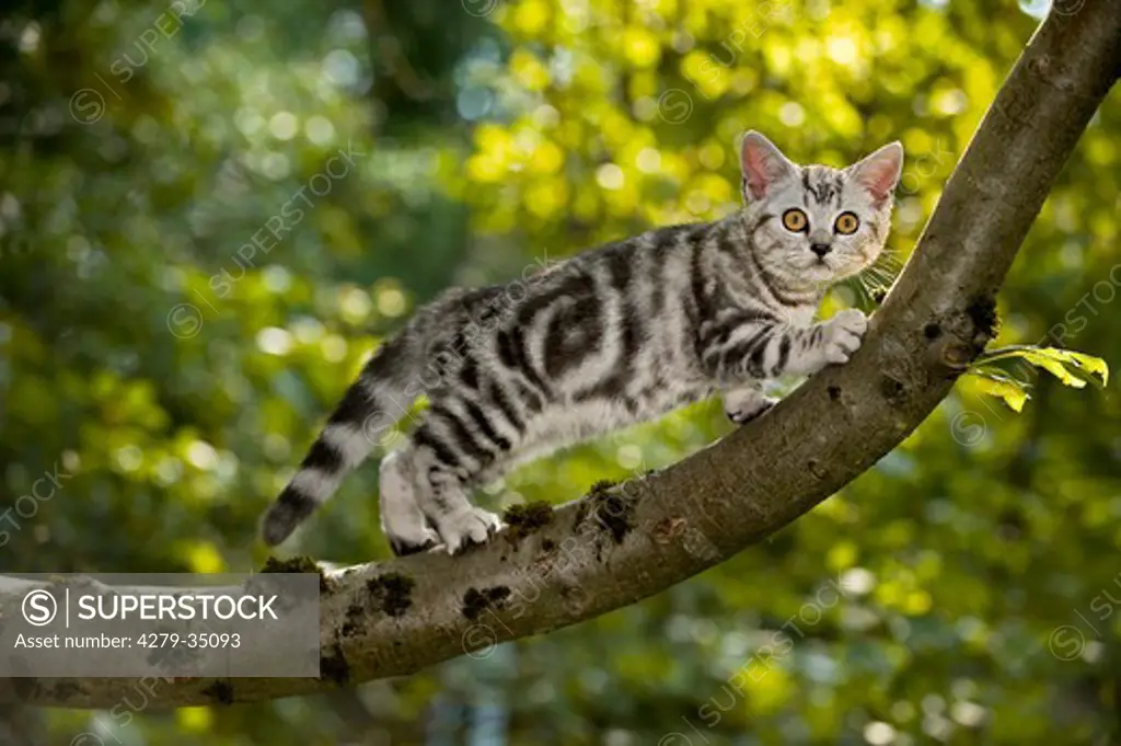 British Shorthair cat - kitten on branch