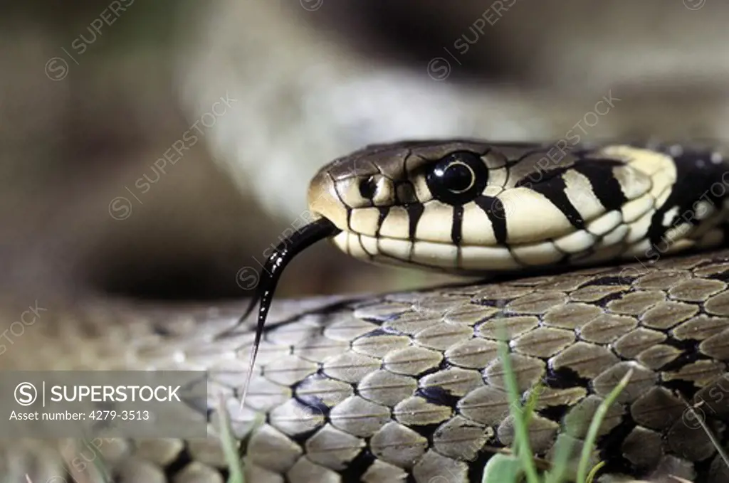 natrix natrix, grass snake