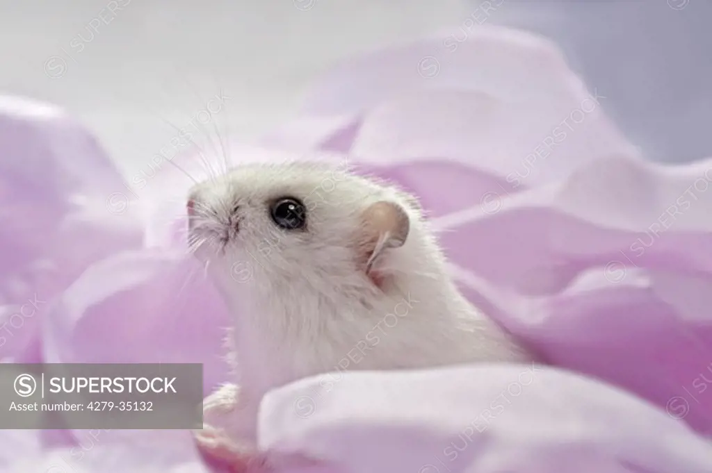 Dzhungarian Dwarf Hamster between blossoms