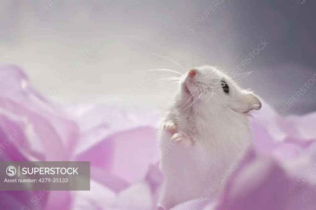 Dzhungarian Dwarf Hamster between blossoms