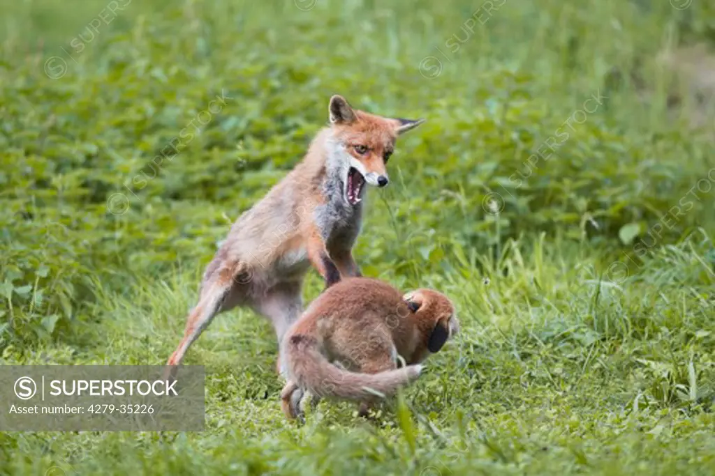 two Red Foxes - fighting, Vulpes Vulpes
