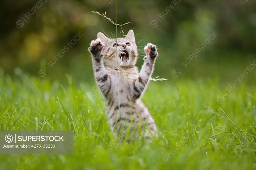 domestic cat - kitten playing with a blade of grass