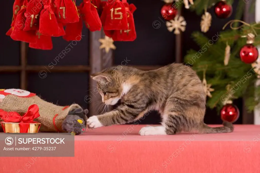 Christmas: domestic cat - kitten pulling a cuddly toy out of a bag
