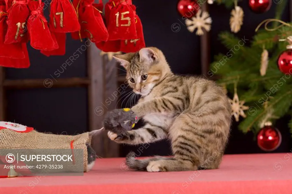 Christmas: domestic cat - kitten pulling a cuddly toy out of a bag