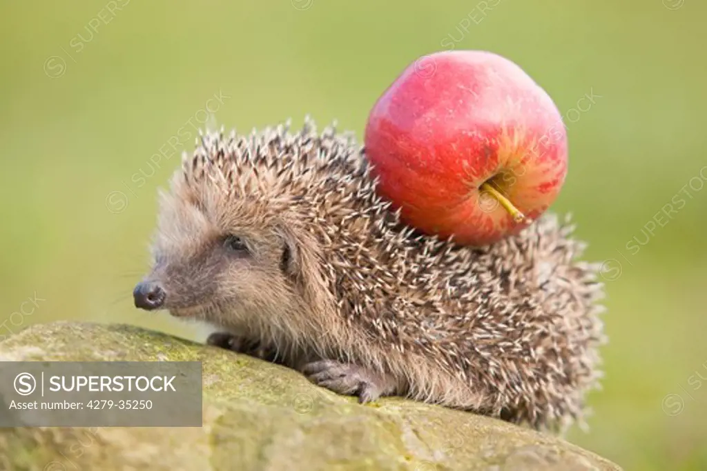 European hedgehog on a stone with an apple on its back, Erinaceus europaeus