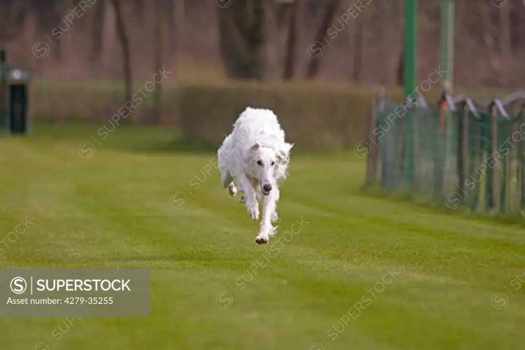 Barzoi dog - running