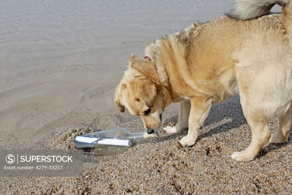 half breed dog at the beach with a message in a bottle