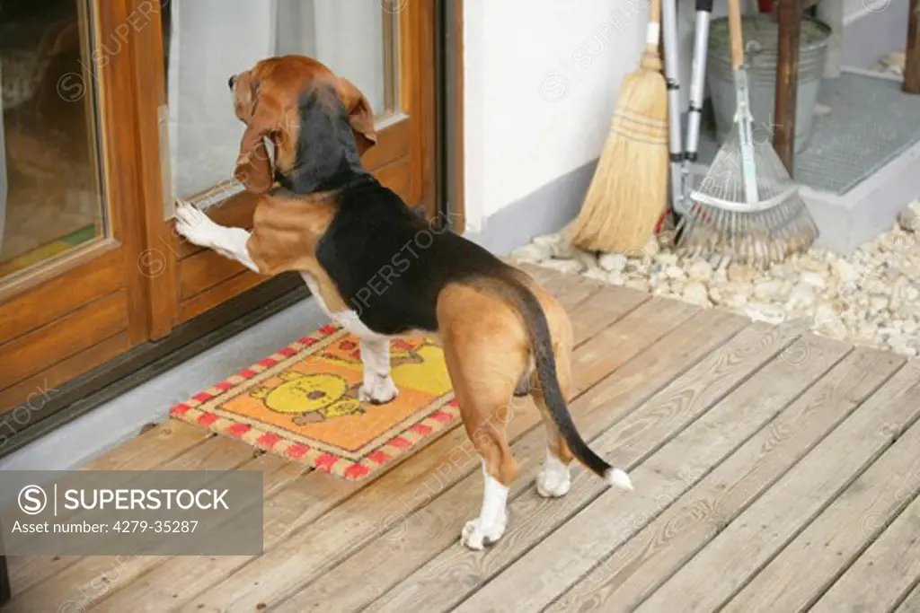 Norman Artesian Basset dog - standing at the door