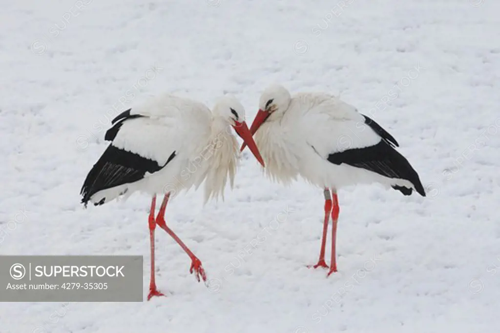 two White Storks - standing in the snow, Ciconia ciconia